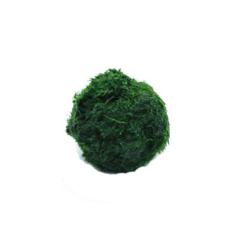 Marimo Moss Balls Live Aquariu - Terrarium Moss Art review and price